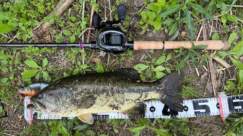 ブラックバスの釣果