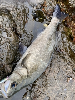 ヒラスズキの釣果