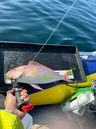 イトヨリダイの釣果