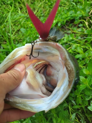 ブラックバスの釣果