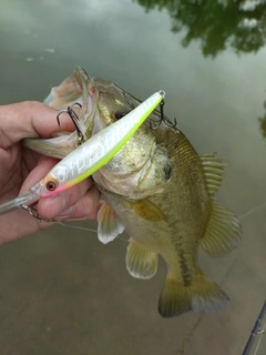 ラージマウスバスの釣果