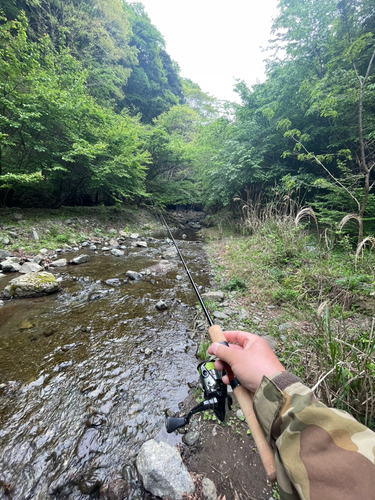 アブラハヤの釣果