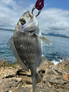 ヘダイの釣果