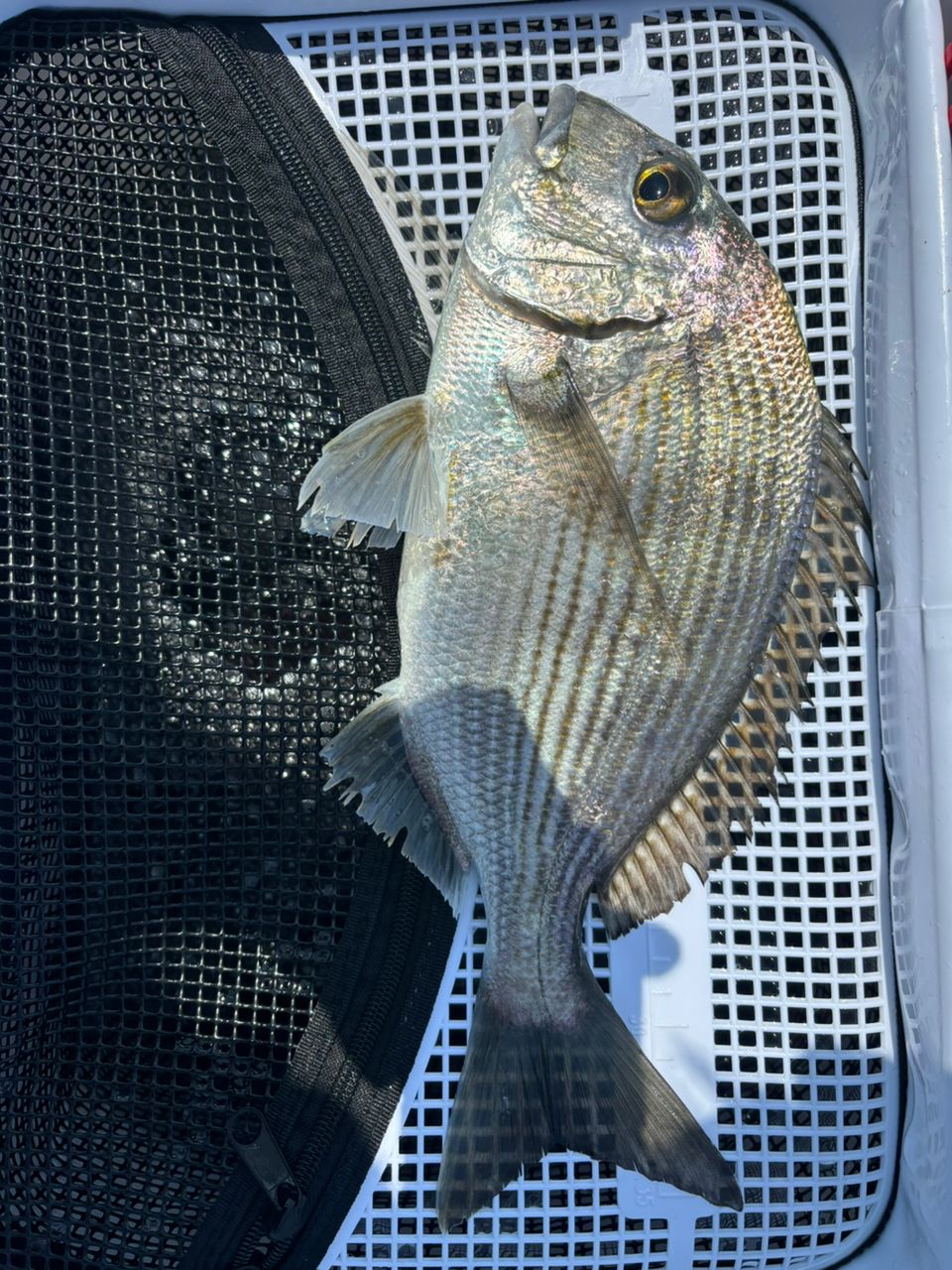 okumoさんの釣果 2枚目の画像