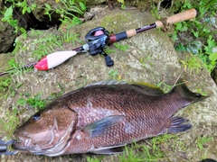 パプアンバスの釣果