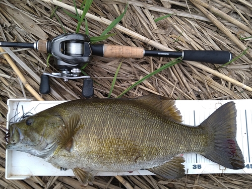 スモールマウスバスの釣果