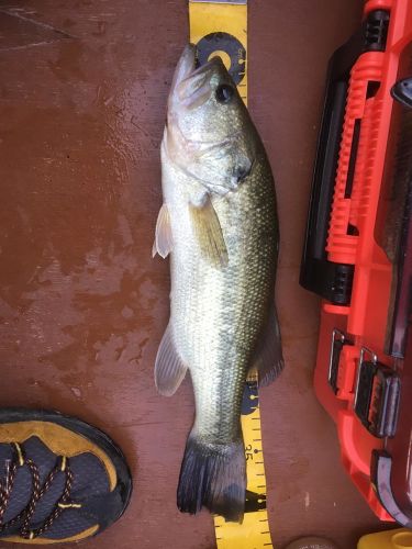 ブラックバスの釣果