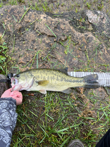 ラージマウスバスの釣果