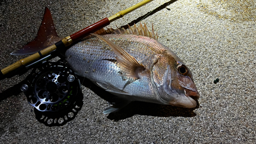 タイの釣果