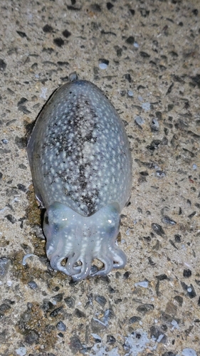 シリヤケイカの釣果