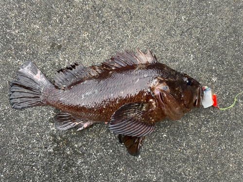 ムラソイの釣果