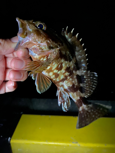 カサゴの釣果