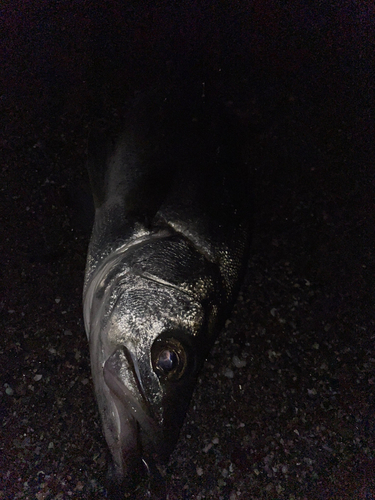 スズキの釣果