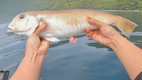 シロアマダイの釣果