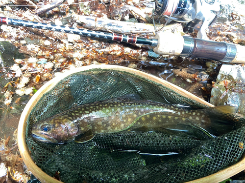 イワナの釣果