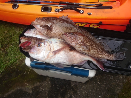 マダイの釣果