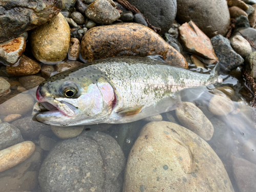 ニジマスの釣果