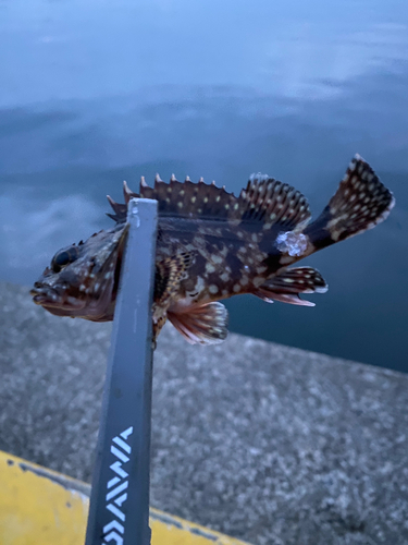 カサゴの釣果