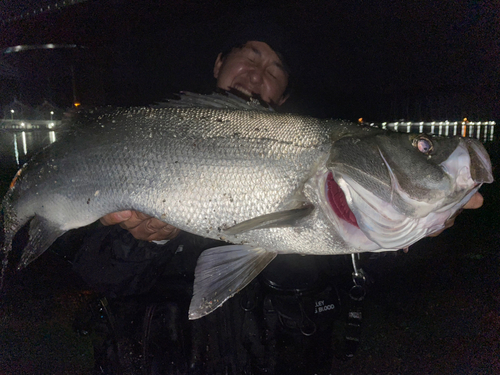 スズキの釣果