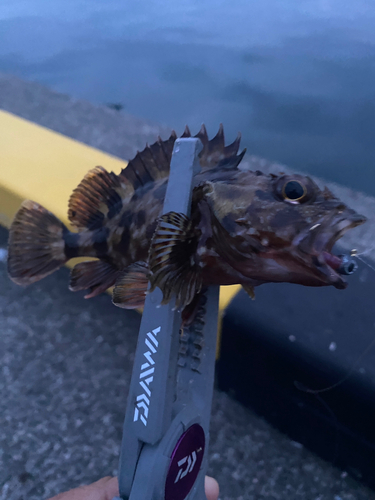 カサゴの釣果