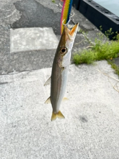 カマスの釣果