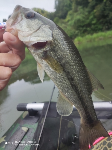 ブラックバスの釣果