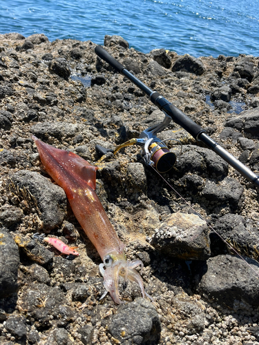 ヤリイカの釣果