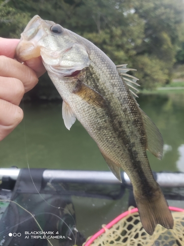 ブラックバスの釣果