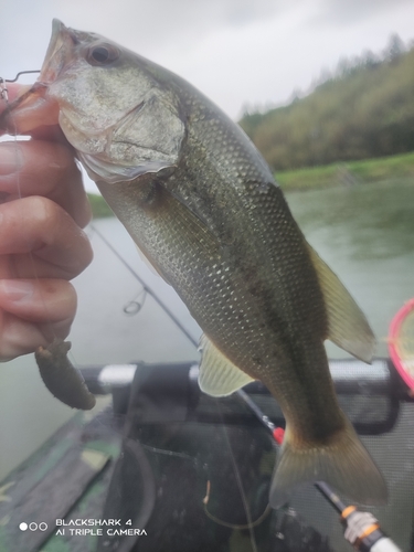 ブラックバスの釣果