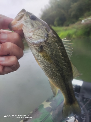 ブラックバスの釣果