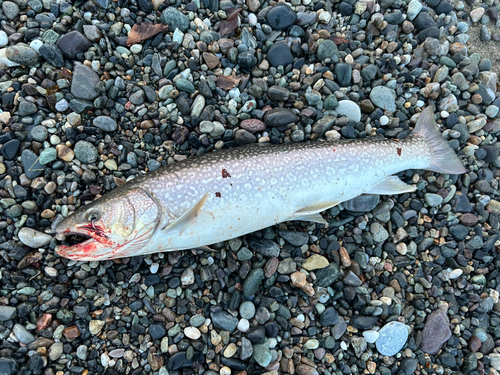 アメマスの釣果