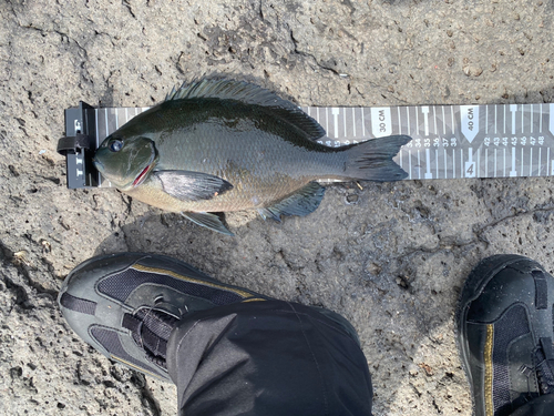 メジナの釣果