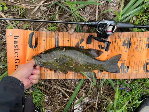 スモールマウスバスの釣果