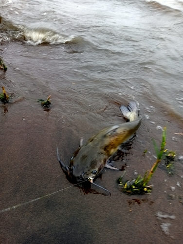 アメリカナマズの釣果