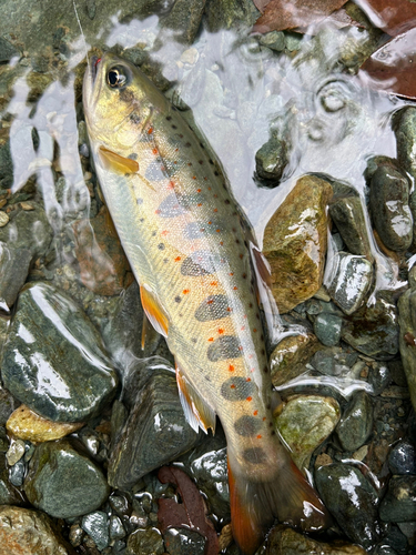 釣果