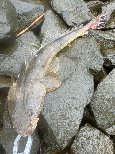 マゴチの釣果