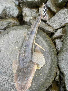 マゴチの釣果