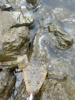 マゴチの釣果