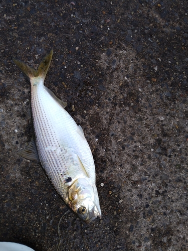 コノシロの釣果