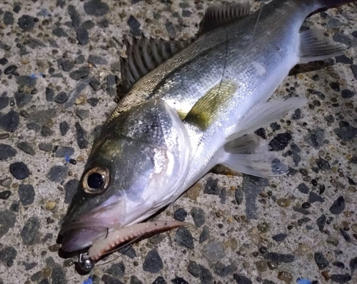 セイゴ（マルスズキ）の釣果