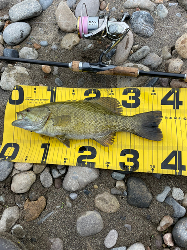 スモールマウスバスの釣果