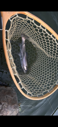 ニジマスの釣果