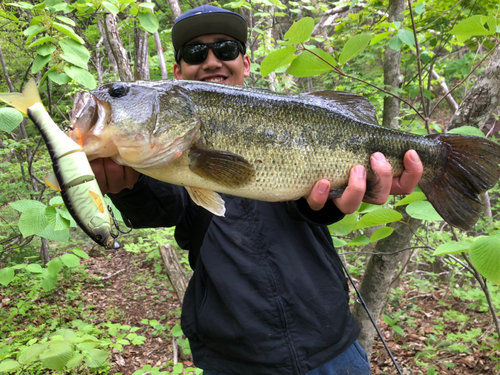 ブラックバスの釣果