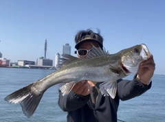 ハネ（マルスズキ）の釣果