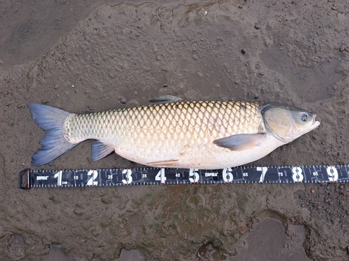 ソウギョの釣果