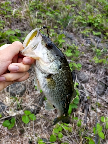 ブラックバスの釣果