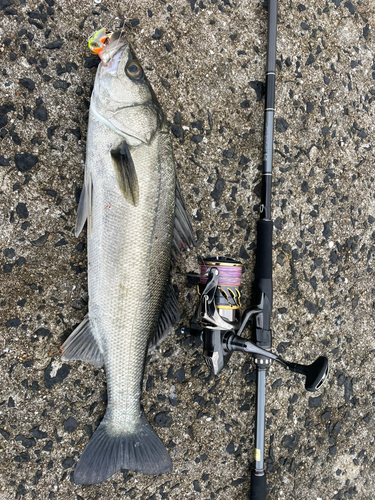 シーバスの釣果