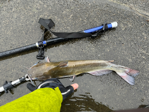 アメリカナマズの釣果