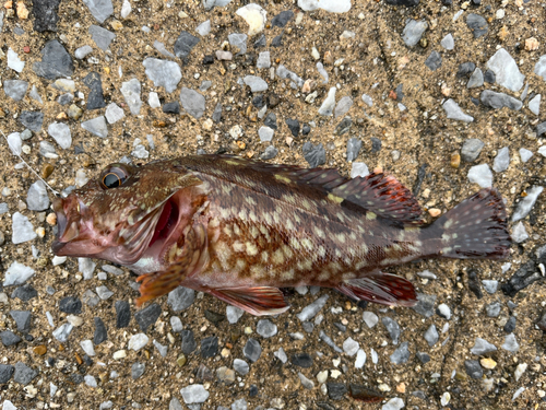 カサゴの釣果