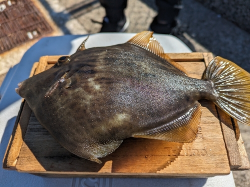 カワハギの釣果